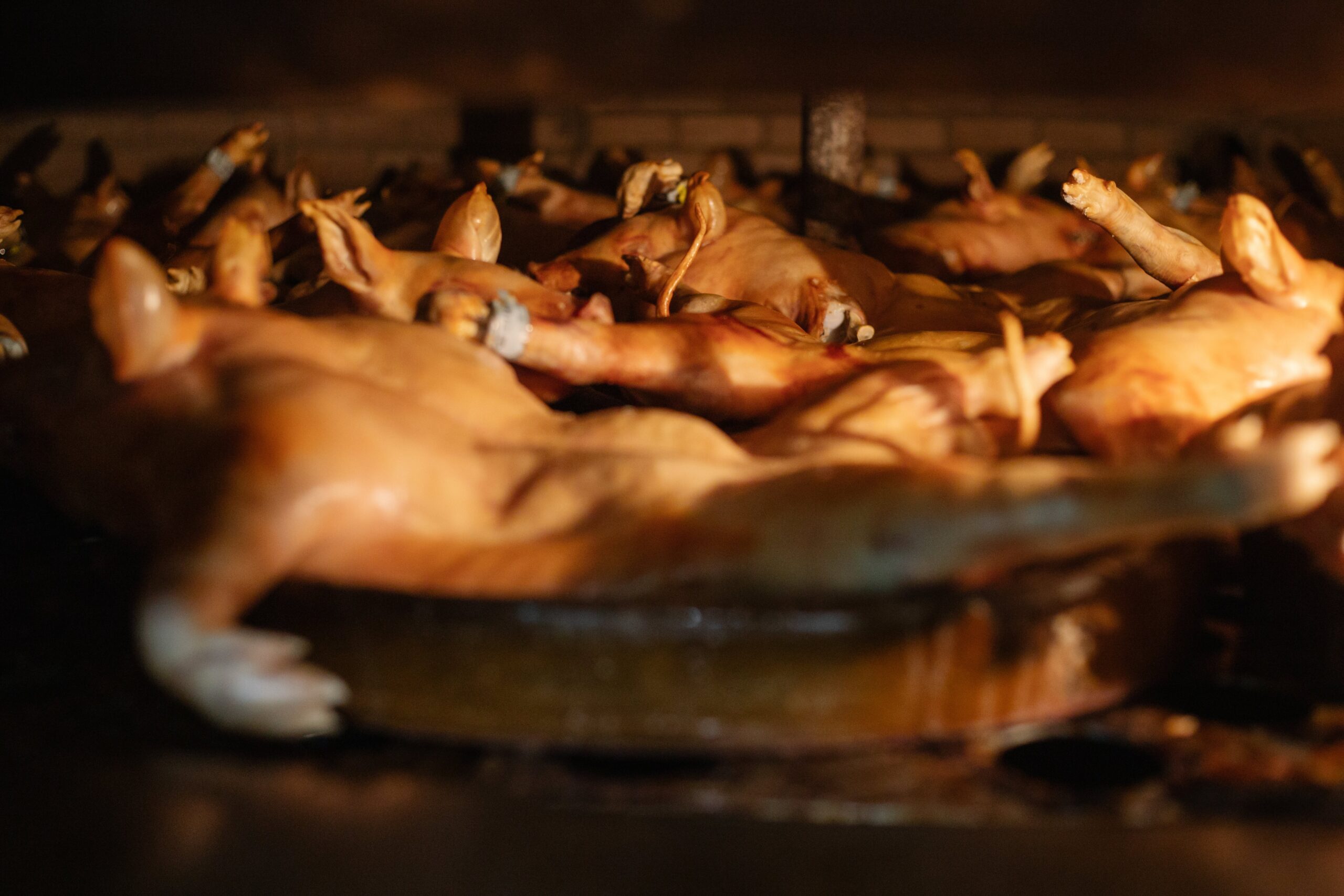 El cochinillo Marca de Garantía Cochinillo de Segovia, asado según marca la tradición y el buen hacer de José María, siempre presente en las bodas. 